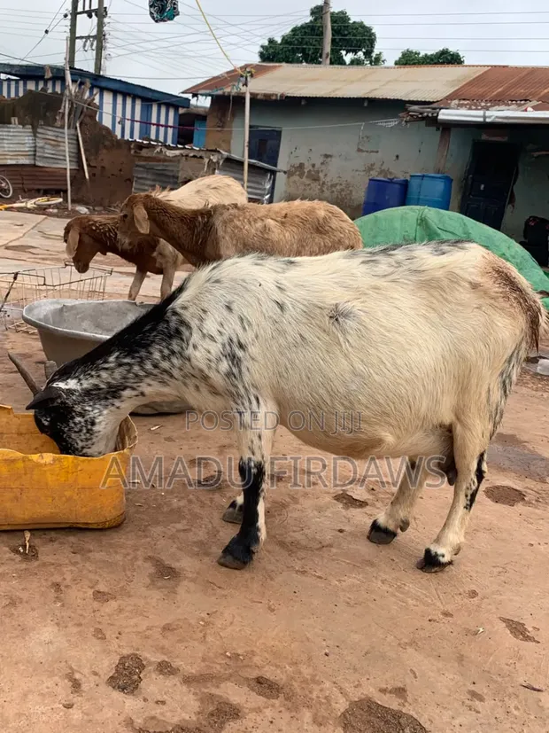Goats for Sale - 1