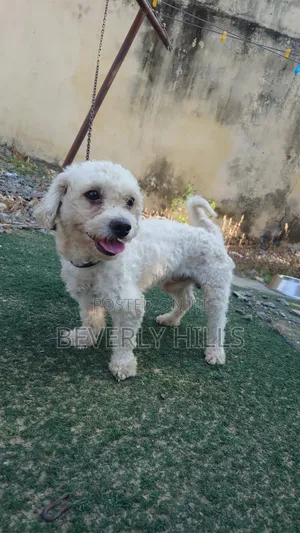 Purebred Poodle - Male, 1+ Year Old