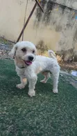 Purebred Poodle - Male, 1+ Year Old - 1