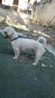 Purebred Poodle - Male, 1+ Year Old - 2