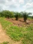Two Plots of Land for Sale in Techiman Wiraso - 4