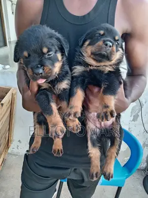 Purebred Rottweiler Puppies (1-3 Months)