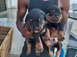 Purebred Rottweiler Puppies (1-3 Months) - 2