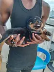 Purebred Rottweiler Puppies (1-3 Months) - 3