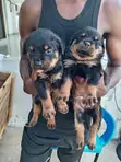 Purebred Rottweiler Puppies (1-3 Months) - 4