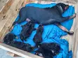 Purebred Rottweiler Puppies (1-3 Months) - 5