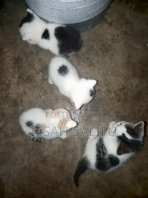 Female Mixed Breed Persian Kitten (0-1 Month)