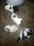 Female Mixed Breed Persian Kitten (0-1 Month) - 1