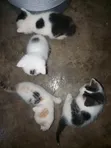 Female Mixed Breed Persian Kitten (0-1 Month) - 2