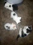 Female Mixed Breed Persian Kitten (0-1 Month) - 3
