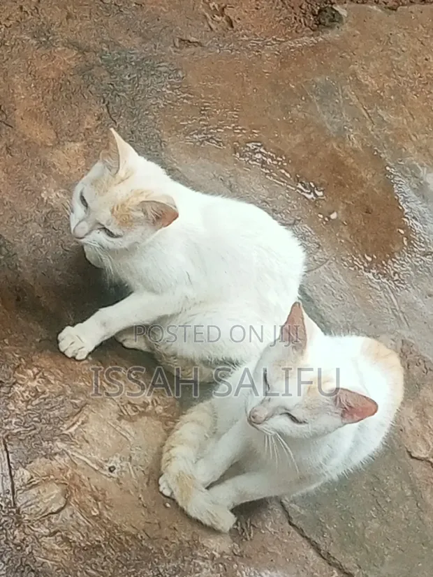 Male Mixed Breed Persian Cat, 6-12 Months - 1