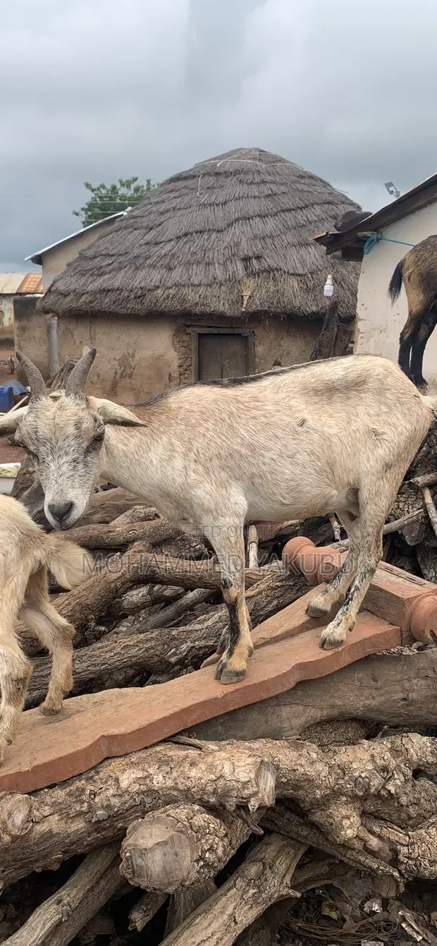 Goats for Sale - 1