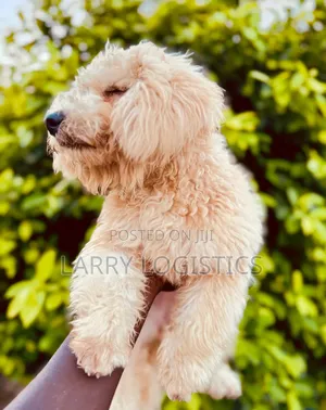 Purebred Poodle Puppy - 3-6 Months Female
