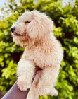 Purebred Poodle Puppy - 3-6 Months Female - 1