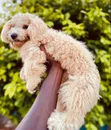 Purebred Poodle Puppy - 3-6 Months Female - 2