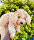 Purebred Poodle Puppy - 3-6 Months Female - 3
