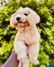 Purebred Poodle Puppy - 3-6 Months Female - 4