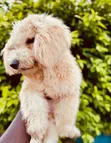Purebred Poodle Puppy - 3-6 Months Female - 5