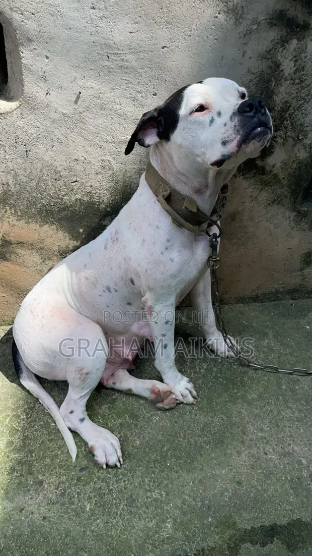 Female Purebred American Bully - 1+ Year Old - 1