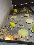 Sasso Birds - 1 Month Old - 2