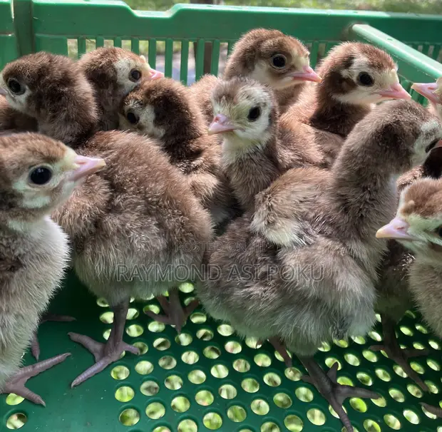 Bourbon Red or Brown Turkeys (Day Old) - 1
