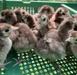 Bourbon Red or Brown Turkeys (Day Old) - 1