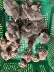 Bourbon Red or Brown Turkeys (Day Old) - 2