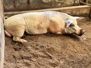 Premium Pork Livestock for Sale - Mature Breeding Boar