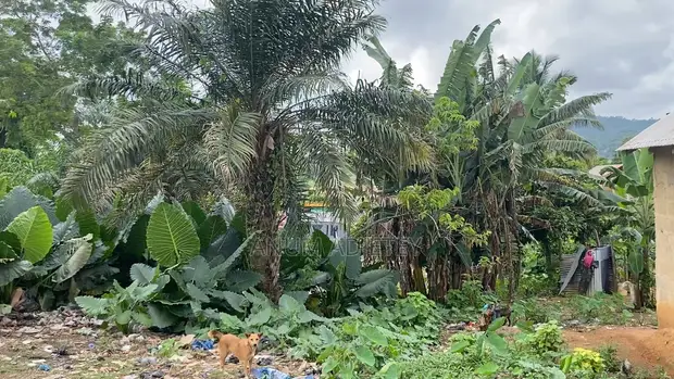 Residential Plot for Sale in Obuasi Adaase - 1