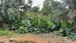 Residential Plot for Sale in Obuasi Adaase - 3