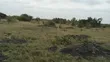 25 Acres Genuine Land for Sale at Shai Hills - 2