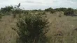 25 Acres Genuine Land for Sale at Shai Hills - 3