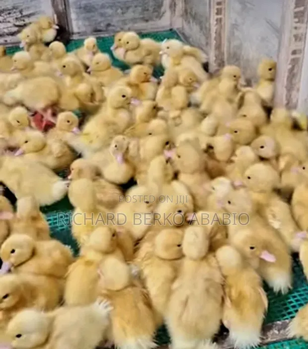 Jumbo Pekin Ducklings - 1 & 2 Weeks Old - 1