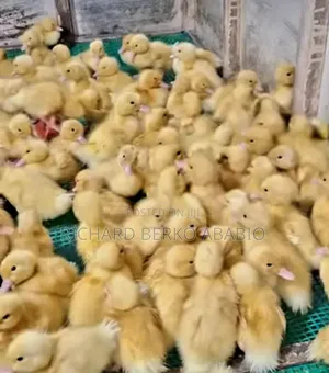 Jumbo Pekin Ducklings - 1 & 2 Weeks Old