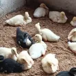 Jumbo Pekin Ducklings - 1 & 2 Weeks Old - 2