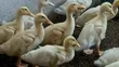 Jumbo Pekin Ducklings - 1 & 2 Weeks Old - 3