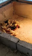Jumbo Pekin Ducklings - 1 & 2 Weeks Old - 4