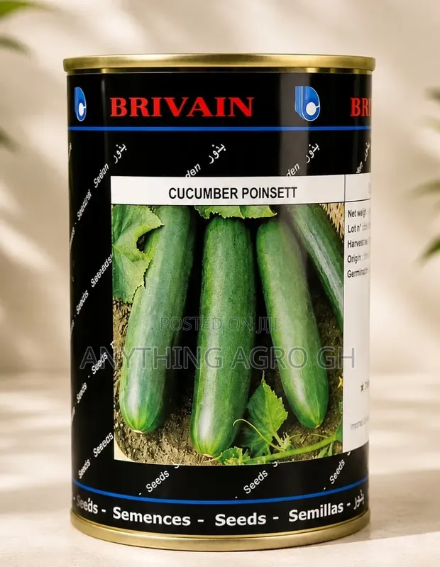 Cucumber Pointsett Seeds (100g) - 1