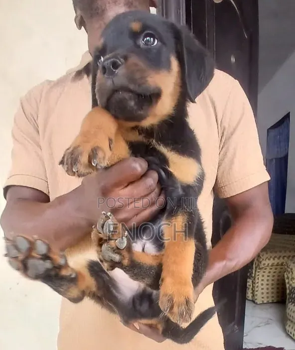 Female Purebred Rottweiler Puppy (1-3 Months) - 1