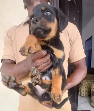 Female Purebred Rottweiler Puppy (1-3 Months)
