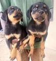 Female Purebred Rottweiler Puppy (1-3 Months) - 2