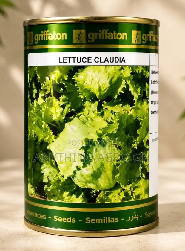 Lettuce Claudia Seeds (100g) - 1