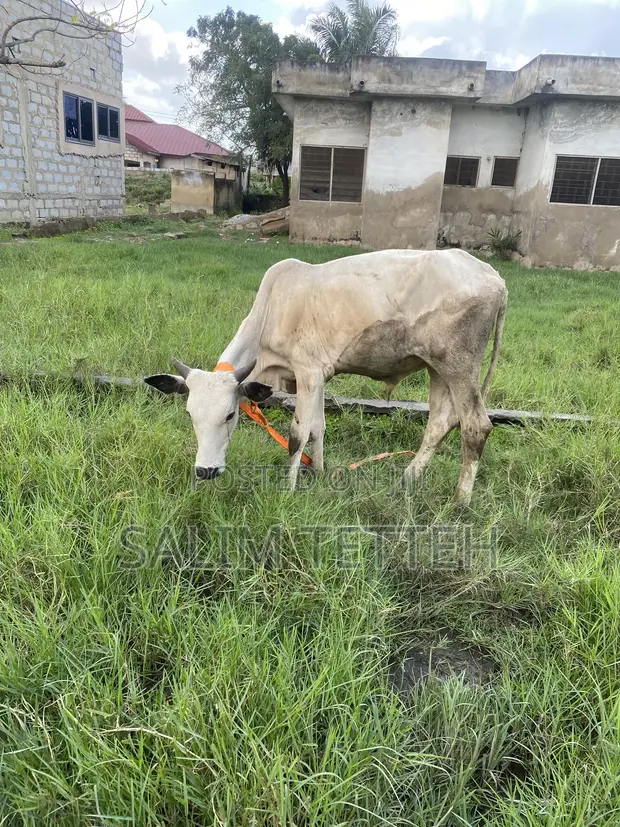 Cow for Sale - 1