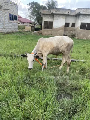 Cow for Sale