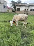 Cow for Sale - 1