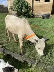 Cow for Sale - 2