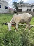 Cow for Sale - 3