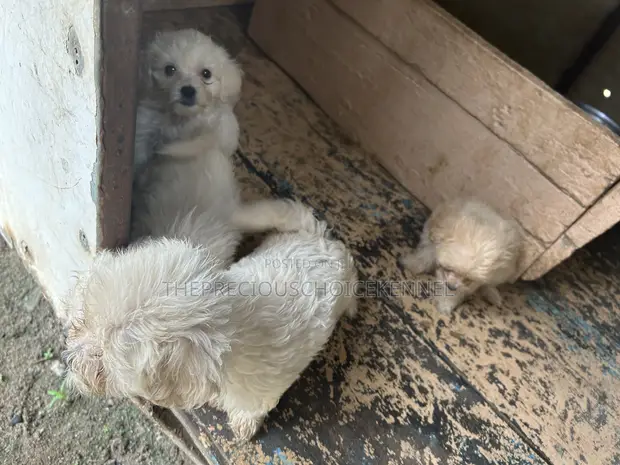 Purebred Female Poodle Puppy - 1-3 Months - 1