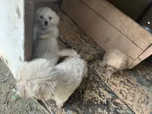 Purebred Female Poodle Puppy - 1-3 Months