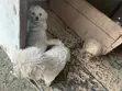 Purebred Female Poodle Puppy - 1-3 Months - 1